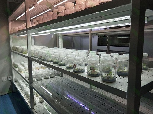 长沙植物组织培养实验室设计建设方案